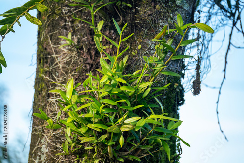 Lush green pigeon orchid clump growing wild on tree trunk close up