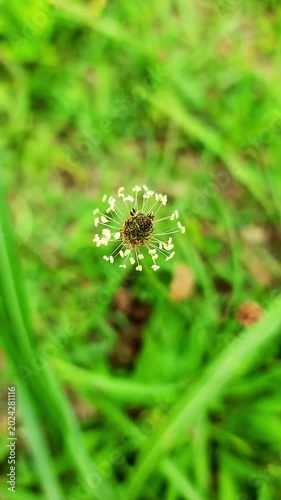 オオバコ・小さな花が揺れる小さな世界／질경이 · 작은 꽃이 흔들리는 작은 세계／Plantain - a tiny world of swaying small flowers
