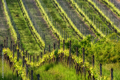 Vineyard rows creating geometric patterns in spring landscape