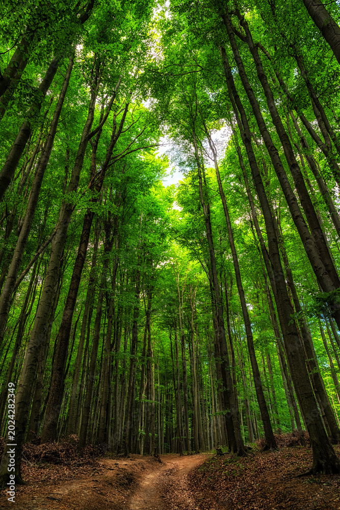 Fototapeta premium Forest path through tall green beech trees in spring woodland