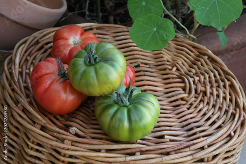 Obraz na plátne RED AND GREEN ORGANIC LARGE TOMATOES ON NATURAL WICKER  WITH NASTURTIUM LEAVES A