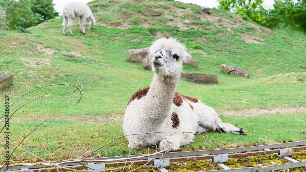 Fototapeta premium Fluffy White and Brown Alpaca on the Grass