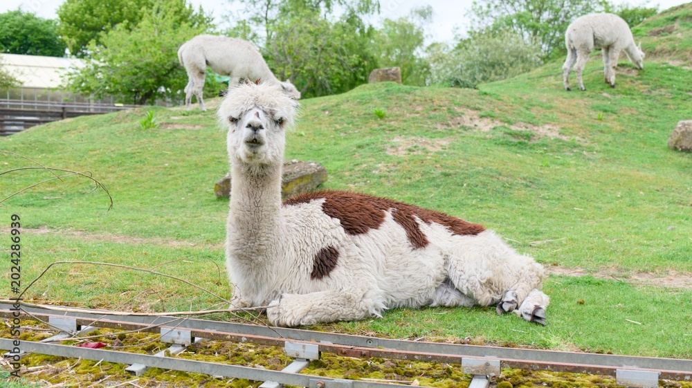 Fototapeta premium Fluffy White and Brown Alpaca on the Grass