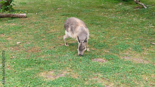 Fotografie Patagonian Maras in Zoo Enclosure with Play Tunnel