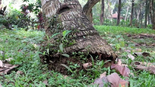 Close up view of a thick textured coconut tree trunk base sitting on the green forest ground with small plants and dried brown leaves scattered around in this cinematic video footage.