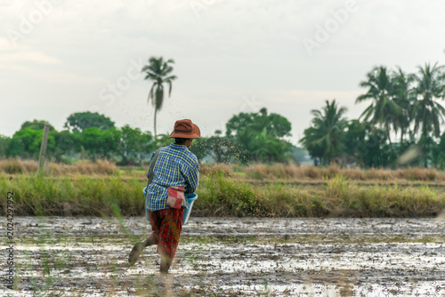 Billede på lærred Farmer sowing rice seeds in muddy paddy field traditional farming methods rural