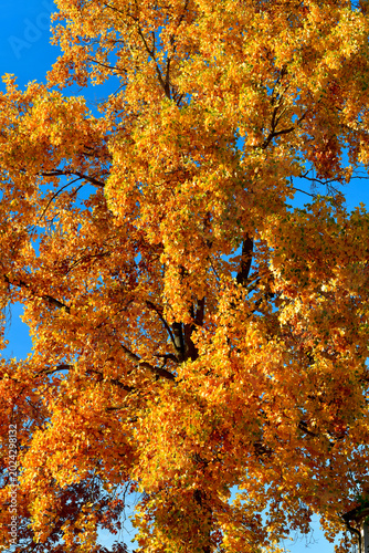 Prachtvoller herbstlicher Ahornbaum in leuchtendem Goldgelb vor blauem Himmel