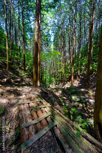 Vertical forest trail with cedar trees in Fukuoka Japan