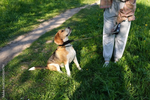 Beagle dog sits attentively, looking up at a person holding its leash in a lush green park. The dog appears curious and focused, surrounded by vibrant grass and pathways.