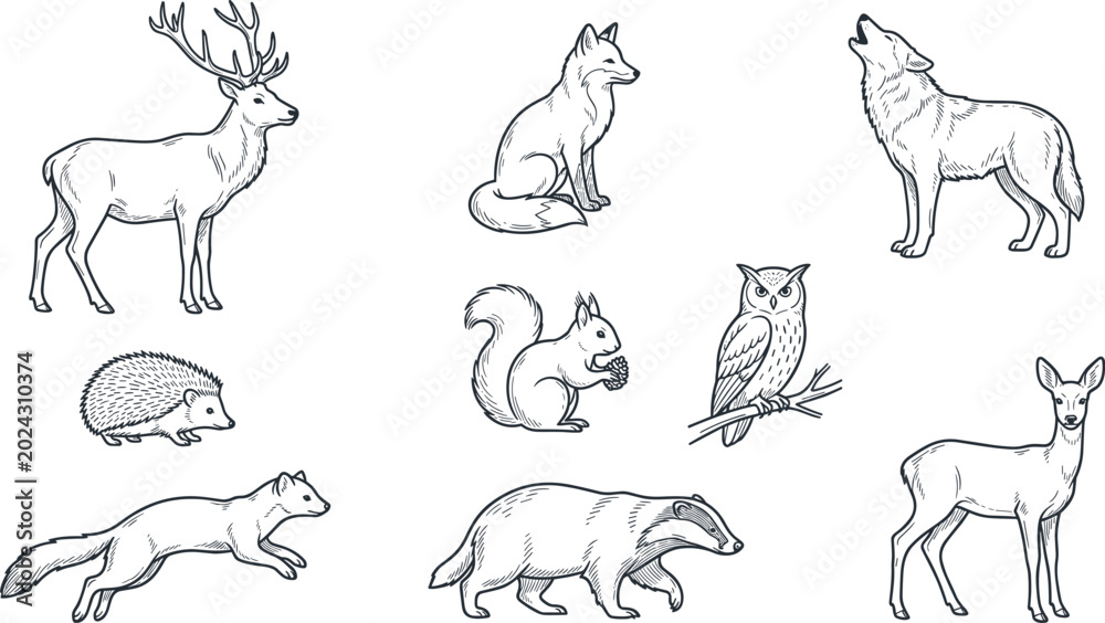 Fototapeta premium Hand Drawn Woodland Animal Vector Illustration Collection Featuring Deer, Fox, Wolf, Owl, Hedgehog, Squirrel, Badger, and Forest Wildlife Sketches