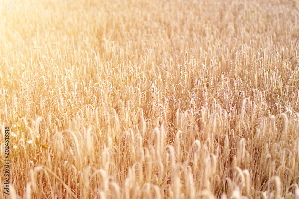 Fototapeta premium Closeup of golden wheat ears in sunlight