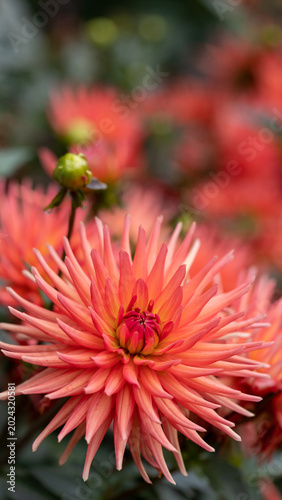 Orange dahlias blooming in botanical garden.