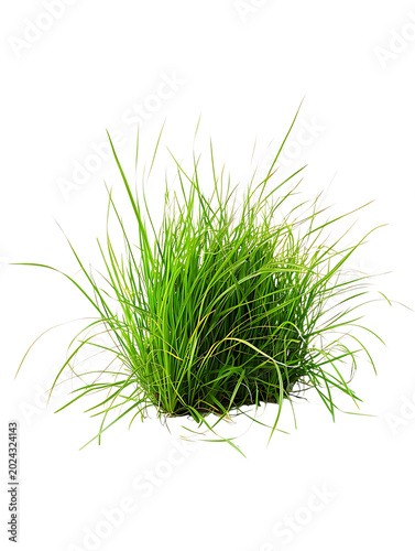 Vibrant Dwarf Hairgrass Clump Isolated on Transparent Background