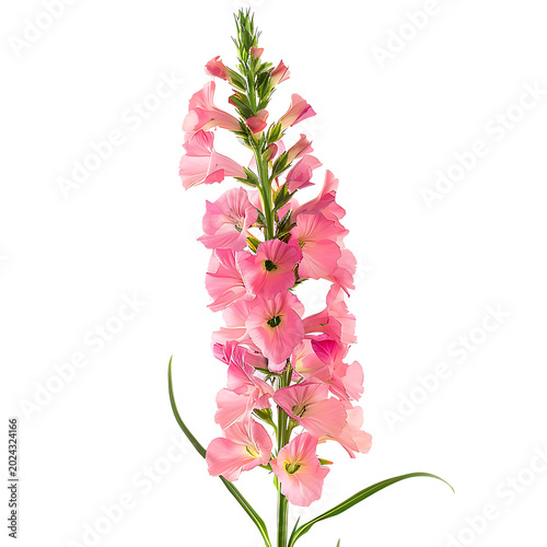 Upright pink snapdragon flower blossom stalk on transparent background