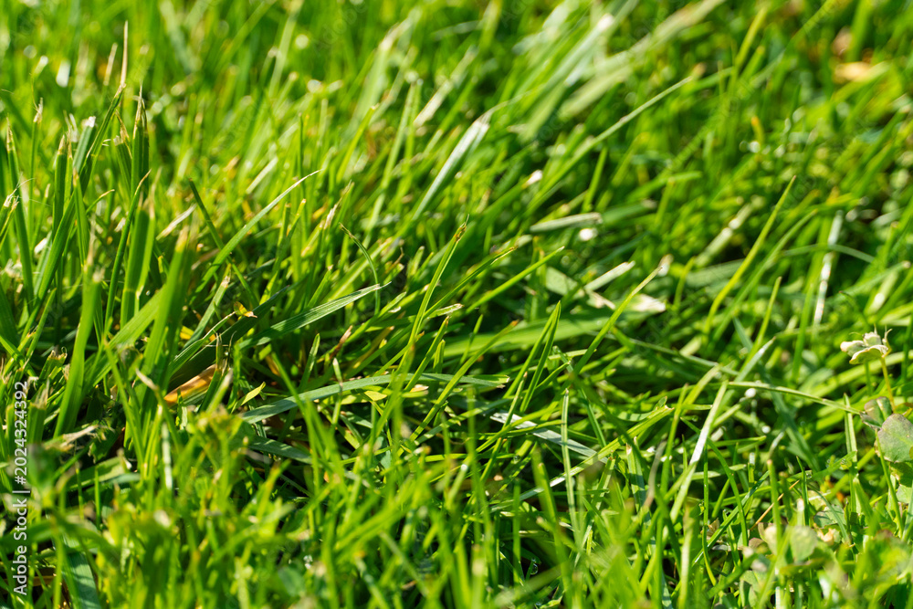 Obraz premium Green Grass Texture Background in Sunlight