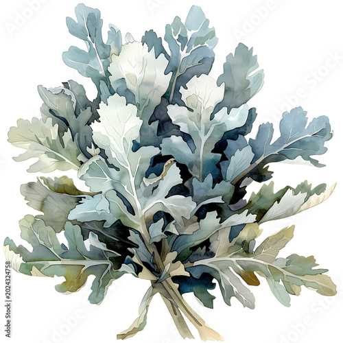 Watercolor Dusty Miller Foliage Arrangement on transparent background