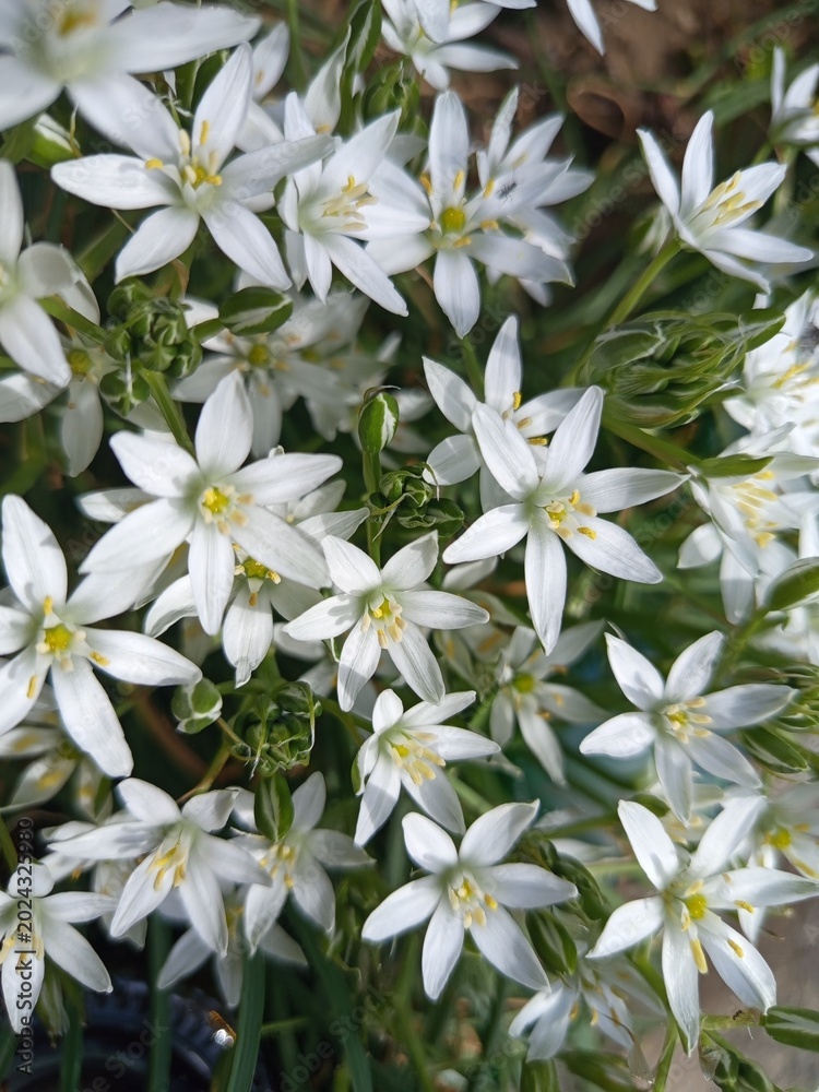 Obraz premium white flowers