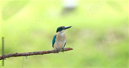 Bild auf Leinwand Collared Kingfisher perching on tree branch, Todiramphus chloris wildlife behavior in natural habitat, soft green blurred background, daylight, nature documentary photography