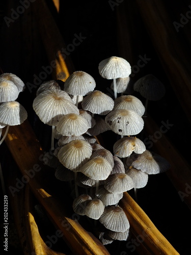 Wild mushrooms of Mauritius 