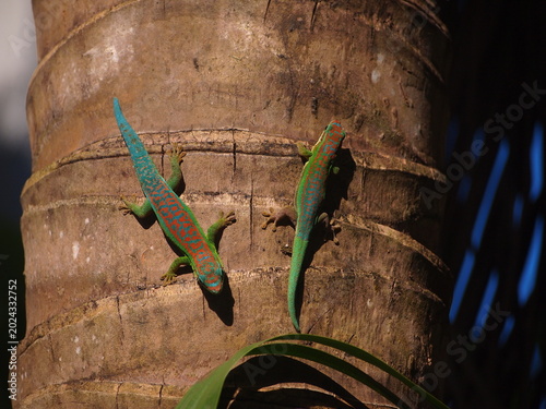 Two blue tailed Ornate Day Gecko endangered endemic species of Mauritius on tree trunk