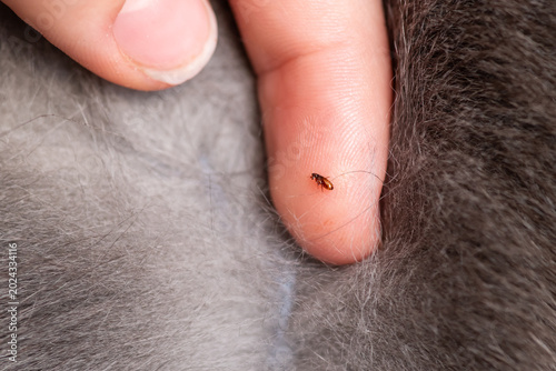 Photos Flea on a human finger against the background of thick cat fur
