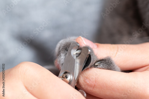 Foto Process of trimming a gray cat's claws with special scissors
