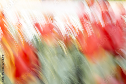Obraz na płótnie Abstract image of red tulips captured with intentional camera movement