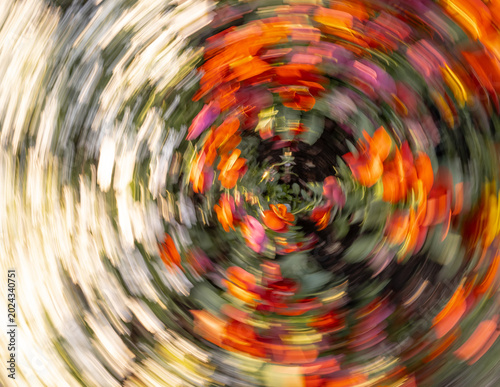 Fotografie Abstract floral composition created with intentional circular camera movement