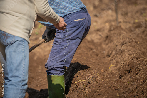 Obraz na plátně Hands of an elderly farmer spreading granular fertilizer in furrows of cultivated land with green plants