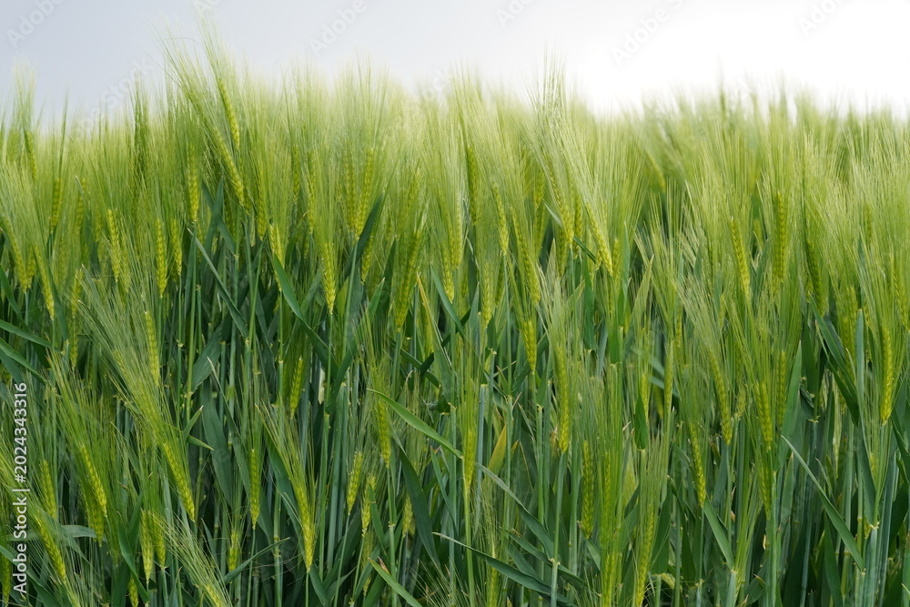Obraz premium Wheat field sways gently in the wind during a sunny day in late spring
