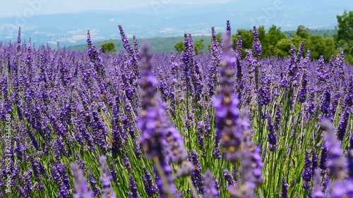 Dolly shot of lavender flowers on field. Provence in France.

