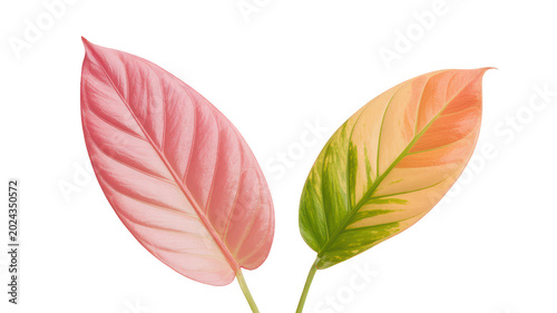 Two vibrant tropical leaves with pink and green variegation on dark background isolated on a transparent background