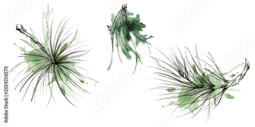 Tableau sur toile Pine, fir tree, spruce conifer branch soft needle foliage, nature botanical illustration hand drawn in pencil outline and watercolor wash, splashes