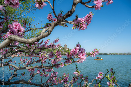 Beautiful pink peach blossoms with the Tower of Buddhist Incense background