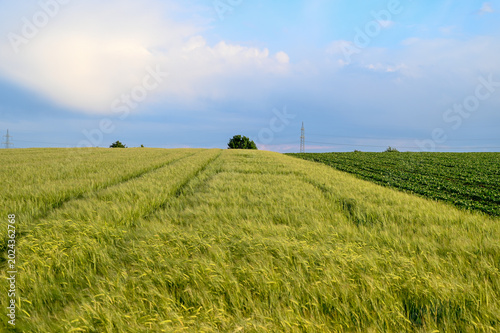 Agricultural field with growing wheat and chard. Rural agriculture field with crops and vegetables. Farmland in Germany.
