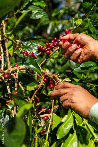 Dirty farmer hands carefully picking bright red ripe Geisha coffee cherries from a plant during harvest season on a coffee farm in Panama's highlands - stock photo