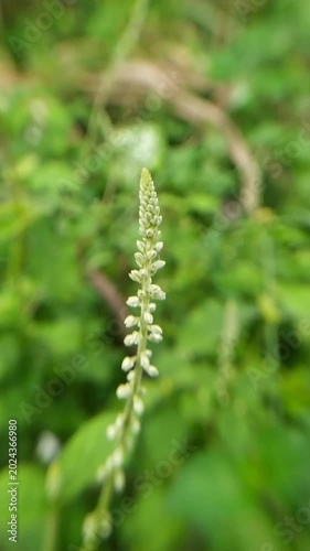 green fern leaves