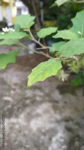 green leaves reflected in water