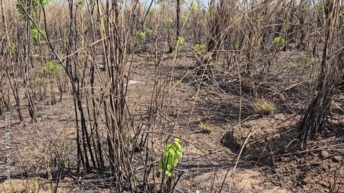 Panning down shot of burned grassland and forest recovery after wildfire in Gia Lai, Vietnam.