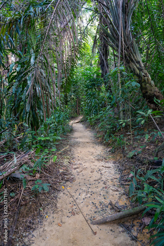 Scenic hiking trail with wooden log steps winding through a lush tropical rainforest park.