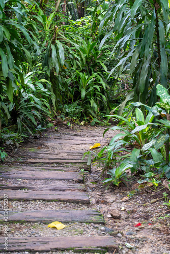 Scenic hiking trail with wooden log steps winding through a lush tropical rainforest park.