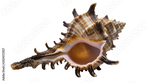 Fotografia Spiky brown and white murex seashell with textured spiral, isolated on transpare