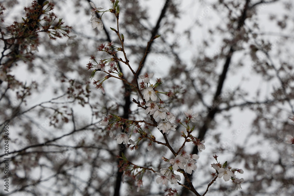 Obraz premium 春の空に咲く桜の白い花（White cherry blossom flowers blooming in the spring sky）