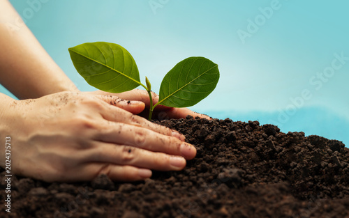 Hands planting young green plant in soil