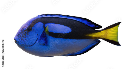 Φωτογραφία Vibrant blue tang fish with black markings and yellow tail, isolated on transpar