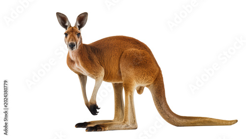 Εκτύπωση καμβά Red kangaroo standing alert, isolated on transparent background
