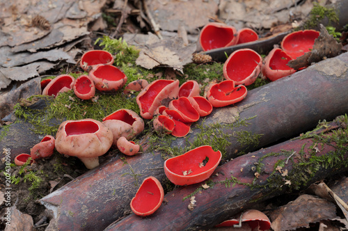 Scarlet elf cup fungi (Sarcoscypha sp.) on moss covered decaying wood on forest floor - stock photo
Very early Spring Fungus--Scarlet Cup Fungus (Sarcoscypha coccinea)