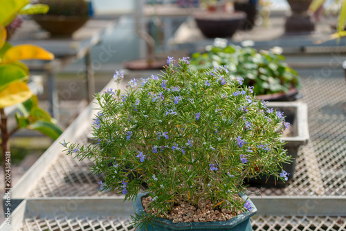 Blooming rosemary (Salvia rosmarinus) herb plant with small purple flowers in a pot