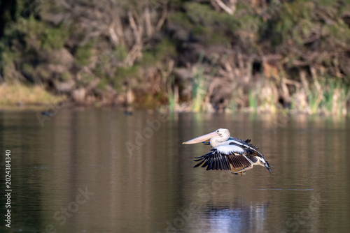 Canvas-taulu Australian pelican gliding just above calm wetland water with reflections and blurred natural background in Australia
