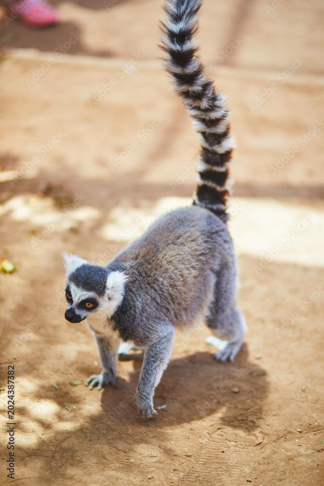 Fototapeta premium Ring tailed lemur walking on sandy ground at Monkey Park in Tenerife, Canary Islands, Spain. Exotic primate portrait with raised striped tail, bright eyes, and warm natural light in a zoo setting